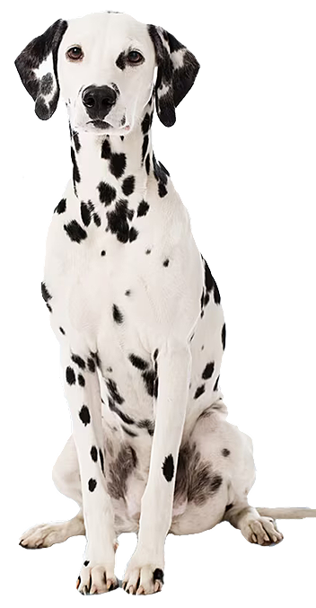 a dalmation dog